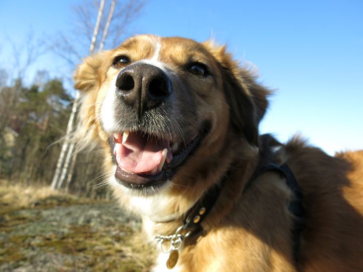A happy brown rescue dog smiling outdoors under a blue sky