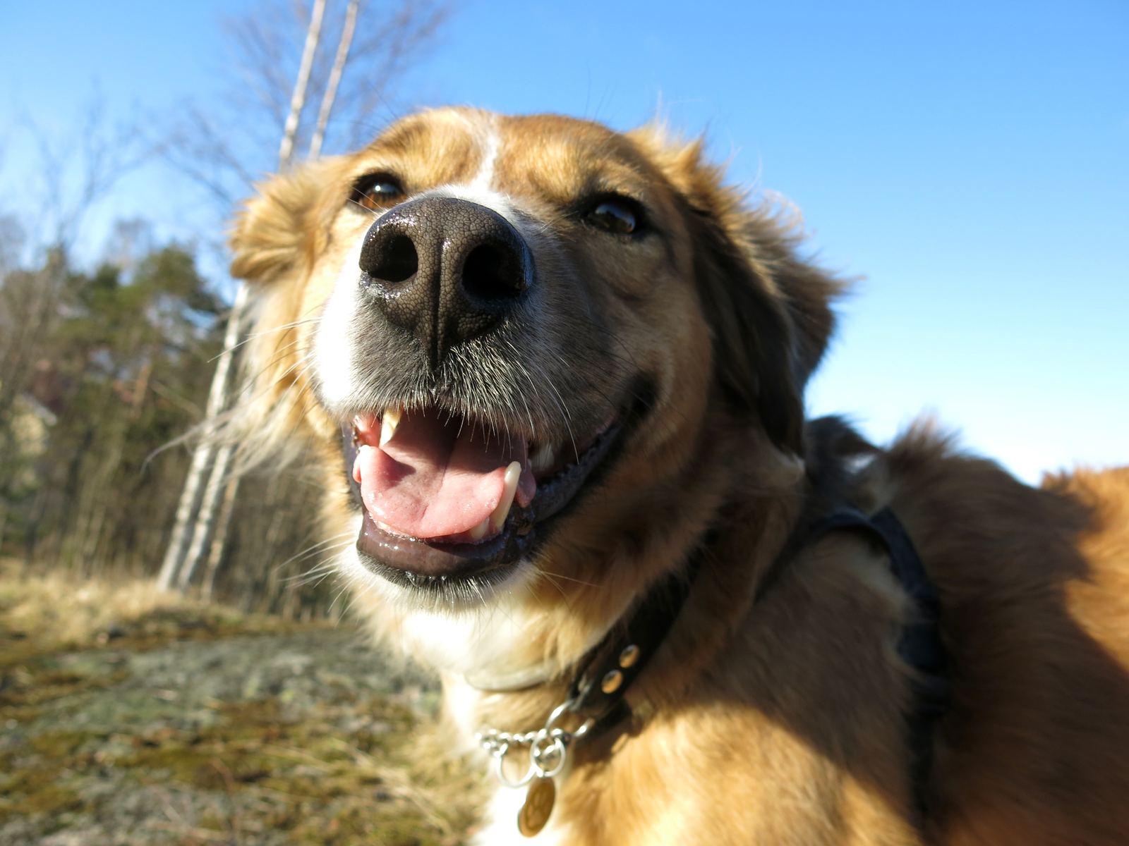 A happy brown rescue dog smiling outdoors under a blue sky