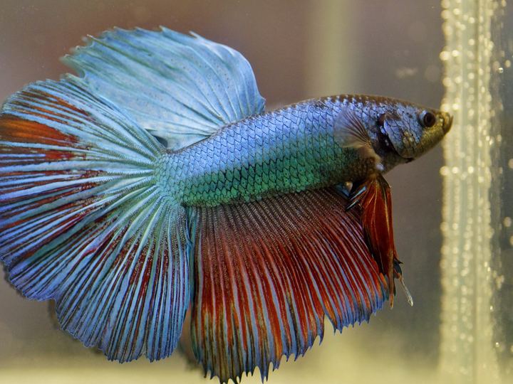 A male betta fish with long flowing blue and red fins in an aquarium