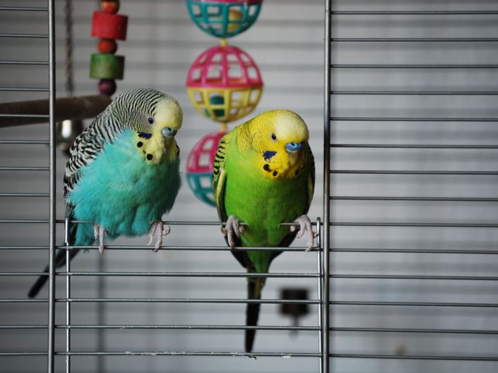 Two pet budgies, one blue and one green and yellow, perched together in a cage