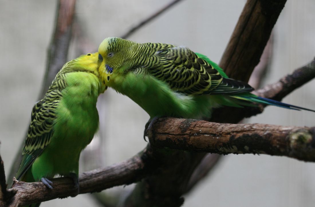 Two green and yellow budgies touching beaks on a branch