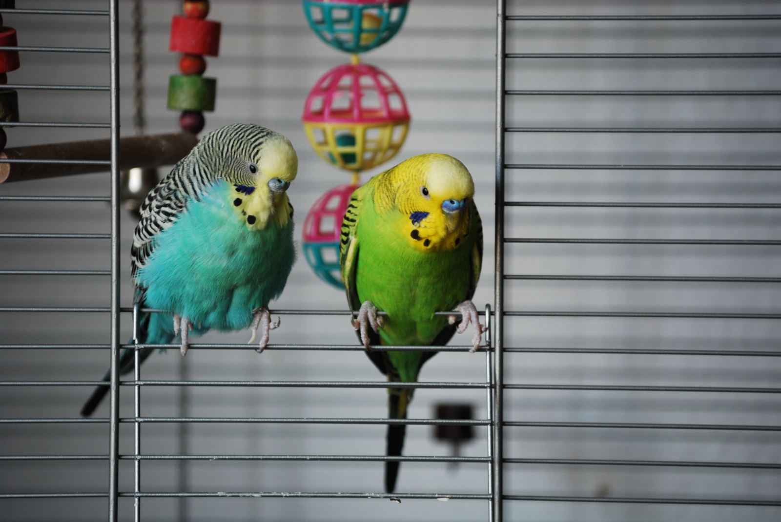 Two pet budgies, one blue and one green and yellow, perched together in a cage