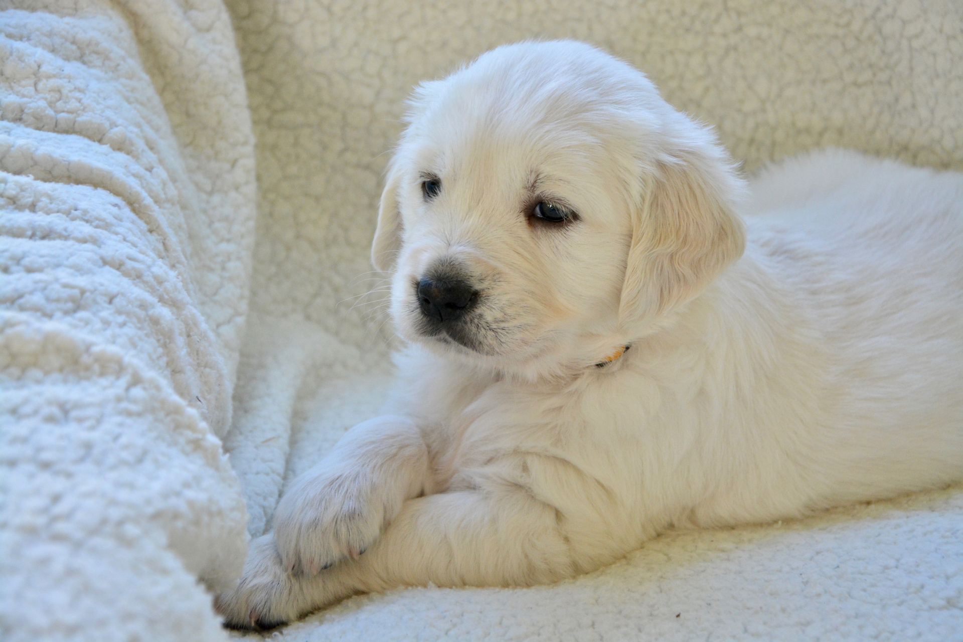 A fluffy cream Golden Retriever puppy lying on a soft blanket