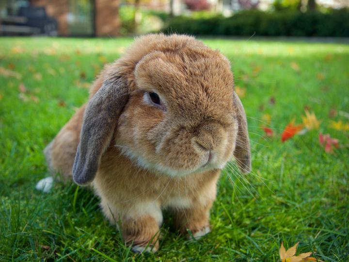 A fawn Holland Lop rabbit with floppy ears sitting on green grass