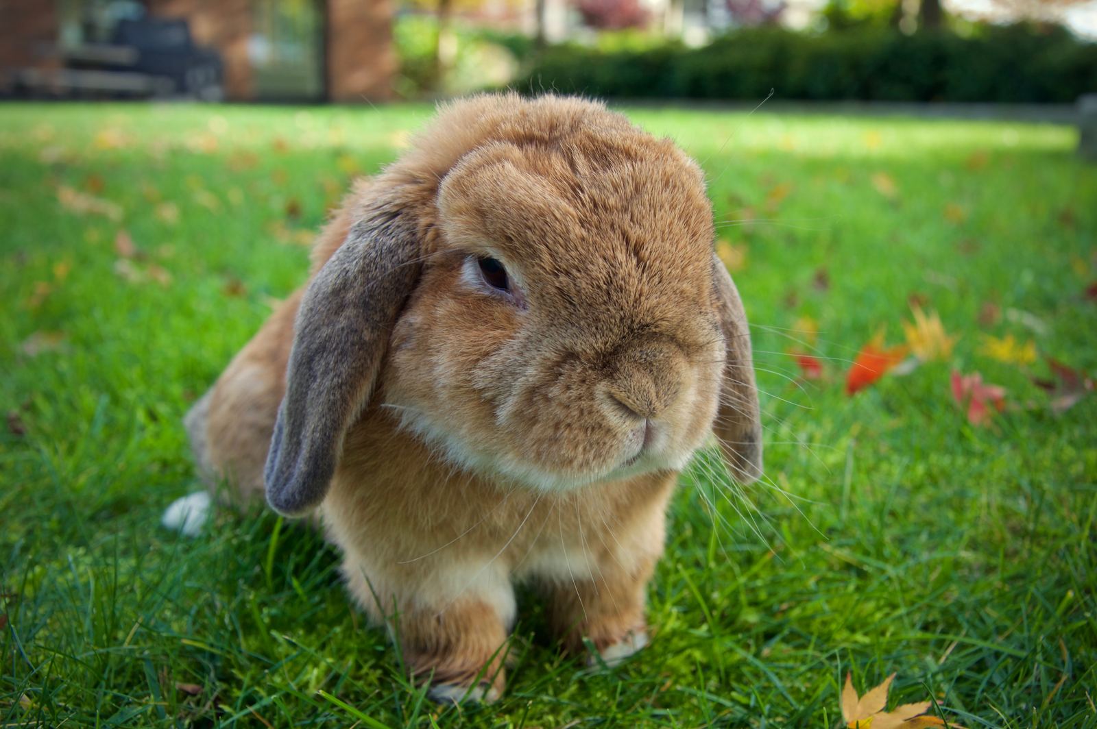 A fawn Holland Lop rabbit with floppy ears sitting on green grass