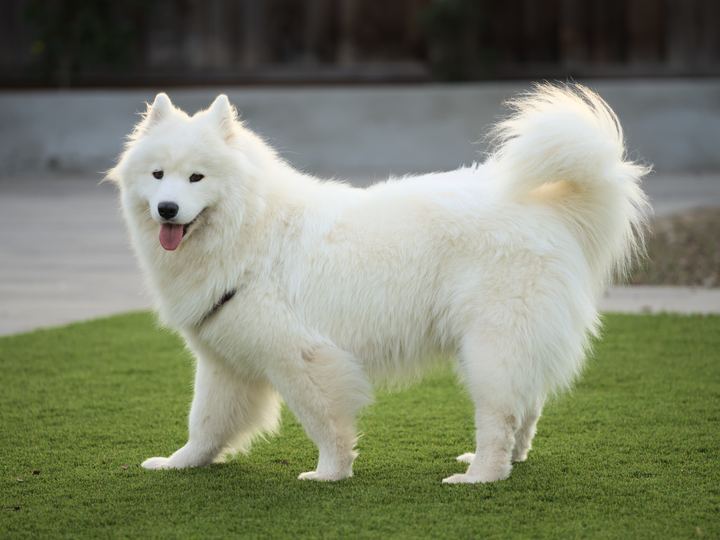 A fluffy white Samoyed standing on grass with its tail curled over its back