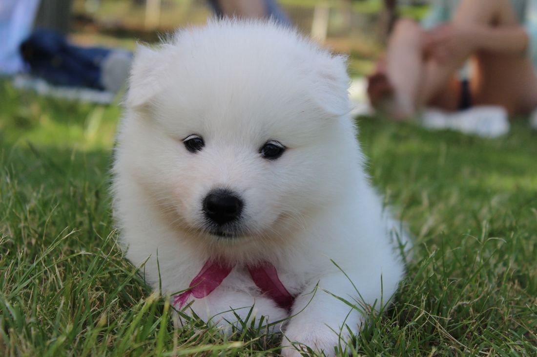 A round white Samoyed puppy lying on a lawn