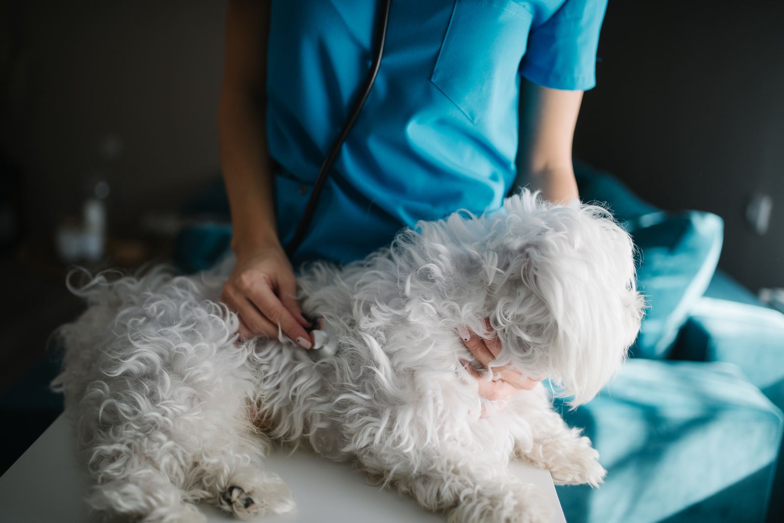 A veterinarian listening to a small white dog's heart with a stethoscope